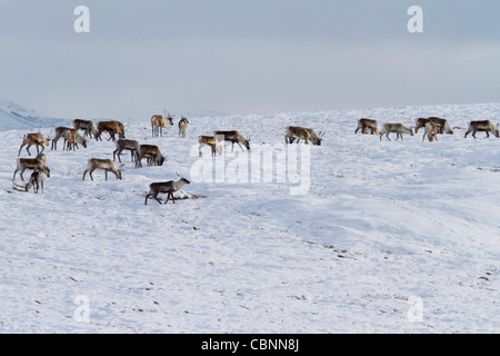 Caribou (Rangifer Tarandus) Herde auf Treck nach Süden durch Nordhang Brooks Range in Alaska im Oktober Stockfoto