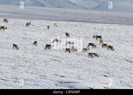 Caribou (Rangifer Tarandus) Herde auf Treck nach Süden durch Nordhang Brooks Range in Alaska im Oktober Stockfoto