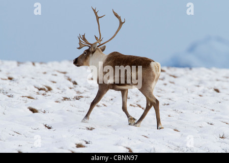 Caribou (Rangifer Tarandus) Stier läuft auf Treck nach Süden durch Nordhang Brooks Range in Alaska im Oktober Stockfoto