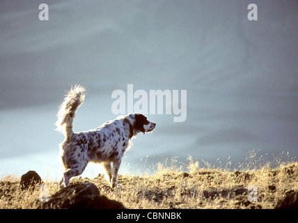 Englisch Setter auf Punkt Jagd Chukars im Hells Canyon Idaho USA Stockfoto