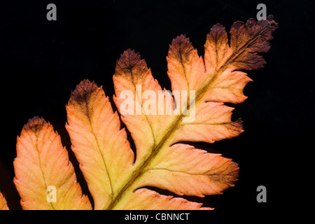 Nahaufnahme von Dryopteris Erythrosora Herbst Farn, Herbst Brillanz Farn, japanische Holz Farn oder japanische Schild Farn im Spätherbst Stockfoto