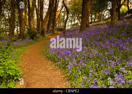 Woodland Weg durch Glockenblumen genommen eines frühen Morgens in West Cornwall Stockfoto