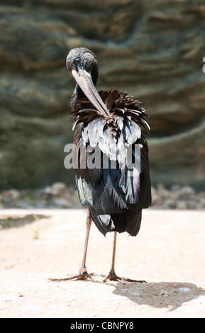 Ciconia abdimii Stockfoto