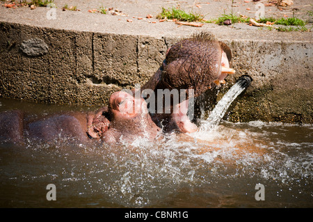 Flusspferde riesige Kiefer und Zähne zeigen Stockfoto