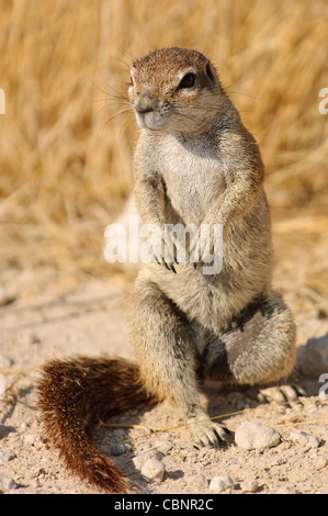 Kap-Borstenhörnchen (Xerus Inauris). Etosha Nationalpark, Namibia. Stockfoto