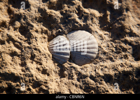 Shell-Fossilien eingebettet in die felsige Oberfläche in der nordwestlichen Küste von Gozo in Malta. Stockfoto