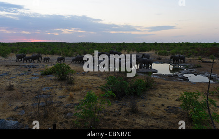 Familie der Elefanten (Loxodonta Africana) am Wasserloch. Etosha Nationalpark, Namibia. Stockfoto