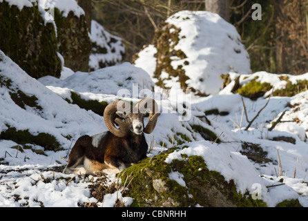 Mufflon (Ovis Orientalis Musimon) Stockfoto