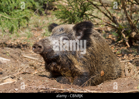 Wildschwein (Sus Scrofa) Stockfoto