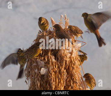 Vögel, Goldammer (Emberiza Citrinella), Fütterung auf eine Garbe im Winter Sonnenlicht in Norwegen. Stockfoto