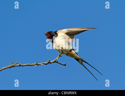 Rauchschwalbe (Hirundo Rustica) Stockfoto