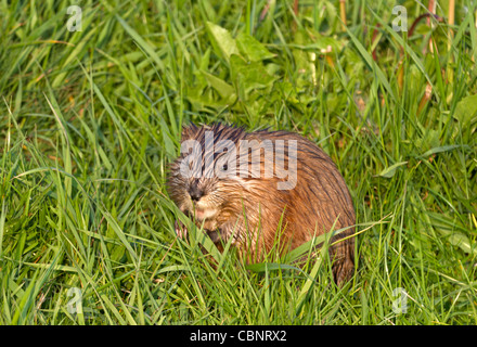 Braune Ratte (Rattus Norvegicus) Stockfoto