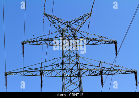 Stare auf einen Strommast (Sturnus Vulgaris) Stockfoto