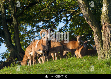 Mufflons (Ovis Musimon) Stockfoto