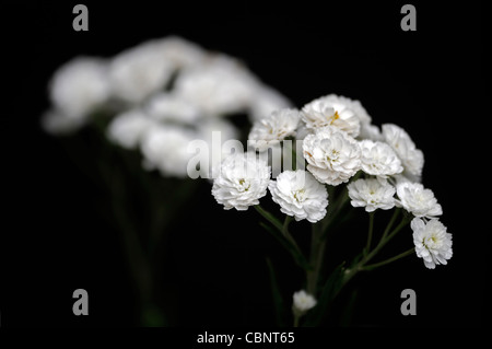 Achillea Ptarmica 'The Pearl' Sneezewort aufrecht hoch krautige Staude sprüht weiße gefüllte Blüten blühen Blüte Blüten Stockfoto