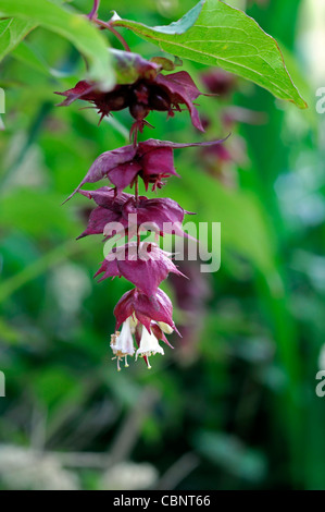 Leycesteria Formosa Himalaya Geißblatt Closeup Pflanze Porträts dunkle tiefrote weißen Blütenblättern hängen hängiger Blumen Hochblatt alleiniger Stockfoto