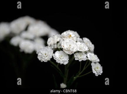 Achillea Ptarmica 'The Pearl' Sneezewort aufrecht hoch krautige Staude sprüht weiße gefüllte Blüten blühen Blüte Blüten Stockfoto