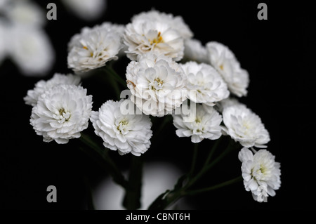 Achillea Ptarmica 'The Pearl' Sneezewort aufrecht hoch krautige Staude sprüht weiße gefüllte Blüten blühen Blüte Blüten Stockfoto