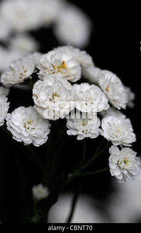 Achillea Ptarmica 'The Pearl' Sneezewort aufrecht hoch krautige Staude sprüht weiße gefüllte Blüten blühen Blüte Blüten Stockfoto