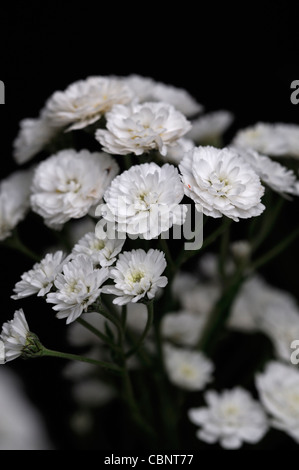 Achillea Ptarmica 'The Pearl' Sneezewort aufrecht hoch krautige Staude sprüht weiße gefüllte Blüten blühen Blüte Blüten Stockfoto