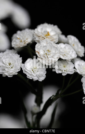 Achillea Ptarmica 'The Pearl' Sneezewort aufrecht hoch krautige Staude sprüht weiße gefüllte Blüten blühen Blüte Blüten Stockfoto