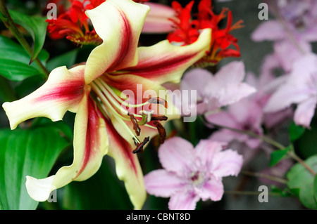 Baum-Lilie gelben tiefrote Starburst Clematis Hagley Hybrid blass rosa Crocosmia Lucifer Gretl Arden Pflanze Kombination kombinieren Stockfoto