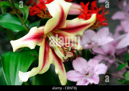 Baum-Lilie gelben tiefrote Starburst Clematis Hagley Hybrid blass rosa Crocosmia Lucifer Gretl Arden Pflanze Kombination kombinieren Stockfoto