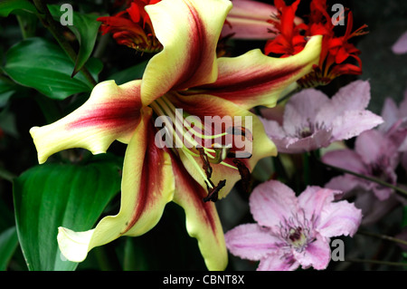 Baum-Lilie gelben tiefrote Starburst Clematis Hagley Hybrid blass rosa Crocosmia Lucifer Gretl Arden Pflanze Kombination kombinieren Stockfoto