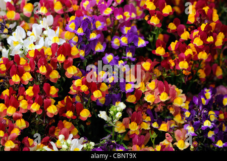 Linaria Maroccana fantasy Mischung zart Zwerg Bi bunte Blumen Farben Magenta rot rosa gelb blau weiße Bettwäsche jährliche Stockfoto