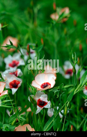 Linum Grandiflorum Charmeur Lachs Blumen blühenden Stauden Blüten blass orange Glühbirnen Flachs Pfirsich farbigen farbig Stockfoto