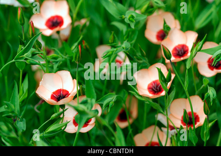 Linum Grandiflorum Charmeur Lachs Blumen blühenden Stauden Blüten blass orange Glühbirnen Flachs Pfirsich farbigen farbig Stockfoto