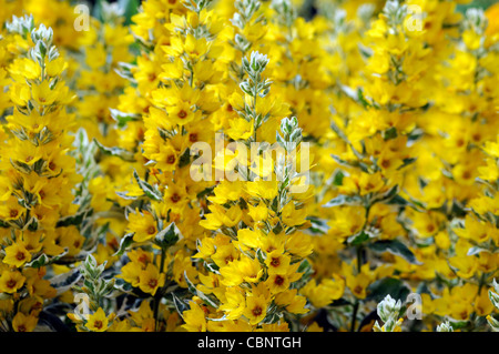 Lysimachia Trommler Alexander mehrjährige gelbe Blüte Blüte Blütenstand Blütenrispe bunte Laub Blätter Blutweiderich Stockfoto