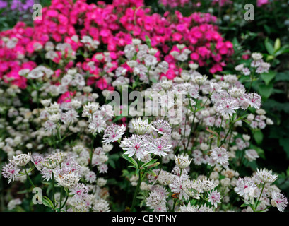 weiße Astrantia große Rosa Lee und rosa Phlox ergänzen ergänzende mehrjährige Blumen Stauden Grenze Bett gemischten Blüte Stockfoto