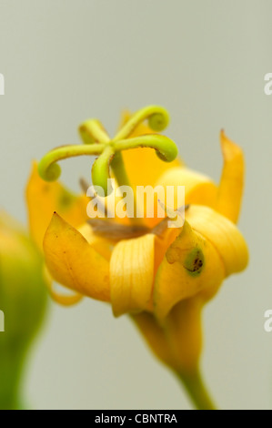 Musschia Aurea Madeira riesige Glockenblume gelbe Blume Blüte Blüte seltene Pflanze Küste Stockfoto