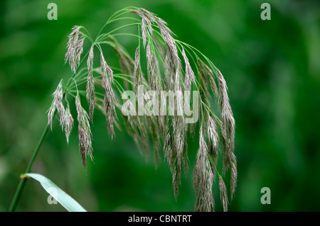 Calamagrostis Emodensis Syn Graminea sp Nepal immergrünen Grasgrün Verklumpung Laub grasbewachsenen flauschige Flowerheads Seedheads Samen Stockfoto