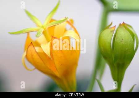 Musschia Aurea Madeira riesige Glockenblume gelbe Blume Blüte Blüte seltene Pflanze Küste Stockfoto