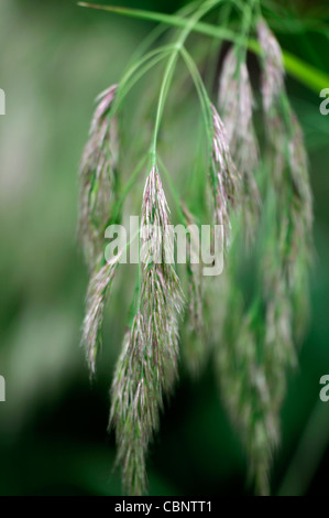 Calamagrostis Emodensis Syn Graminea sp Nepal immergrünen Grasgrün Verklumpung Laub grasbewachsenen flauschige Flowerheads Seedheads Samen Stockfoto