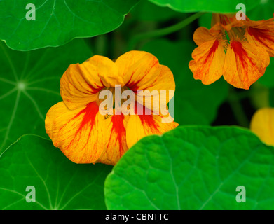 Kapuzinerkresse Tropaeolum rot orange gelb bunt bunte helle Blumen Blüte Blüten Jahrbücher Klettern Kletterer september Stockfoto