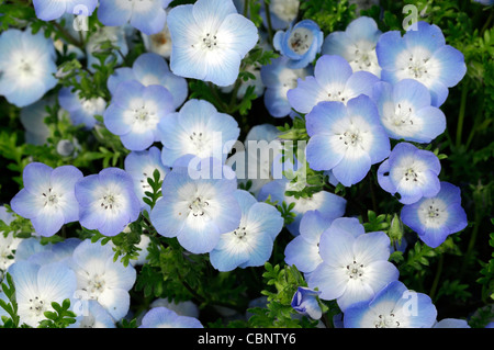 Nemophila Menziesii babyblau Augen Pflanzen halb winterhart jährlich im Sommer blaue und weiße Blumen Blüte Blüten Stockfoto