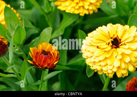 Calendula Officinalis Hauch von Rot gemischt Englisch Ringelblume Blumen Blüte Blüten jährliche Pflanze orange Gelbgold Stockfoto