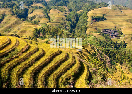 Longji Terrassen Reisfelder in der Nähe von Guilin, Guangxi - China Stockfoto