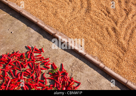 Reis und rote Chilis trocknen in der Sonne - Dorf Dazhai Provinz Guangxi (China) Stockfoto