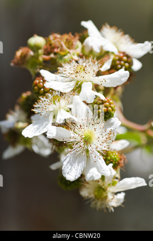 Weißen Blüten und unreifen Früchte auf Brambleberry, Blackberry oder Rubus Zweig im Sommer Stockfoto