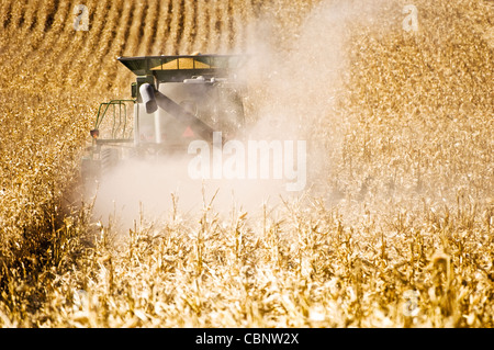 Ein Mähdrescher Kommissionierung Mais in einer Wolke aus Staub. Stockfoto