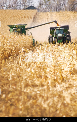 Ein Mähdrescher nimmt die Maisernte und aus lädt die Kerne, die eine schwere Wagen folgenden neben. Stockfoto