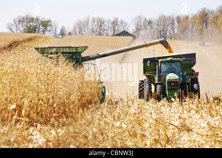 Ein Mähdrescher nimmt die Maisernte und aus lädt die Kerne, die eine schwere Wagen folgenden neben. Stockfoto