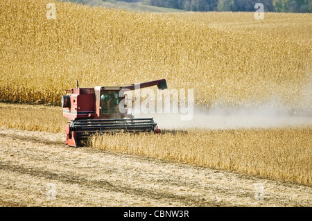 Ein Mähdrescher ernten Sojabohnen in zentralen Minnesota. Stockfoto