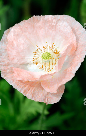 Papaver Rhoeas Engel Chor Pflanzen Porträts Closeup Blumen Blüte Blüten Blütenblätter Mohn Mohnblumen Doppel blühenden Mischung gemischt Stockfoto