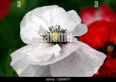 Papaver Rhoeas Engel Chor Pflanzen Porträts Closeup Blumen Blüte Blüten Blütenblätter Mohn Mohnblumen Doppel blühenden Mischung gemischt Stockfoto