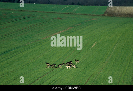 Eine Herde Rehe in einer jungen Weizenernte Stockfoto